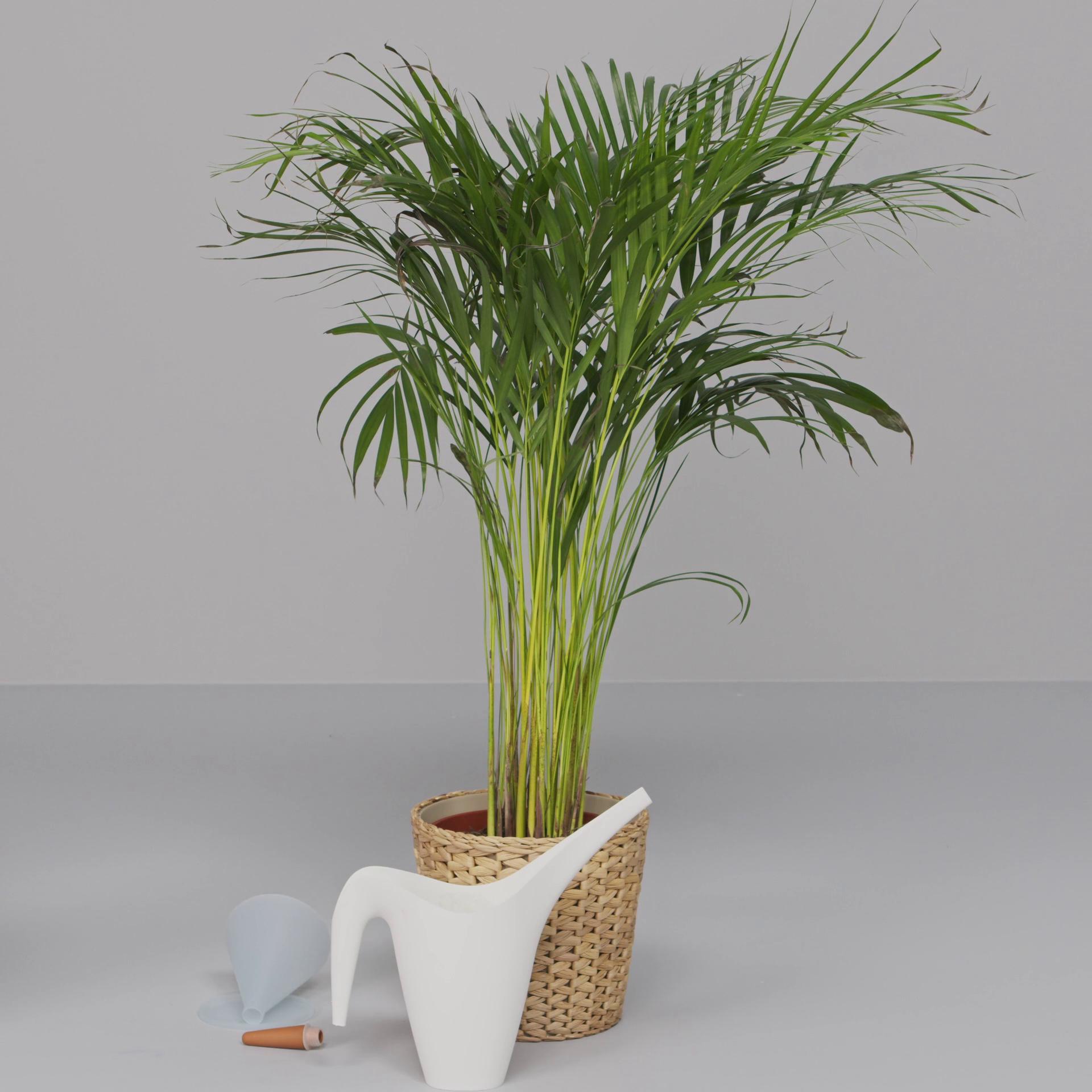 SVÄMSKOG 斯万斯古自动浇水插件赤陶/透明- IKEA